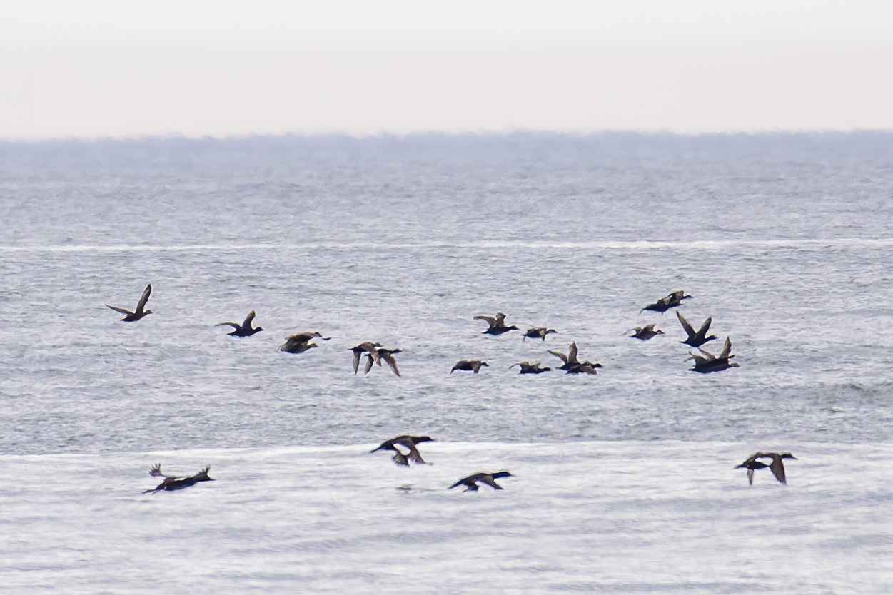 Common Scoter