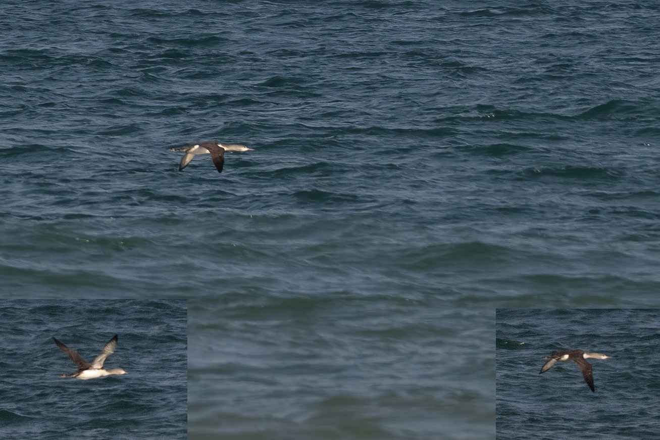 Red-throated Loon