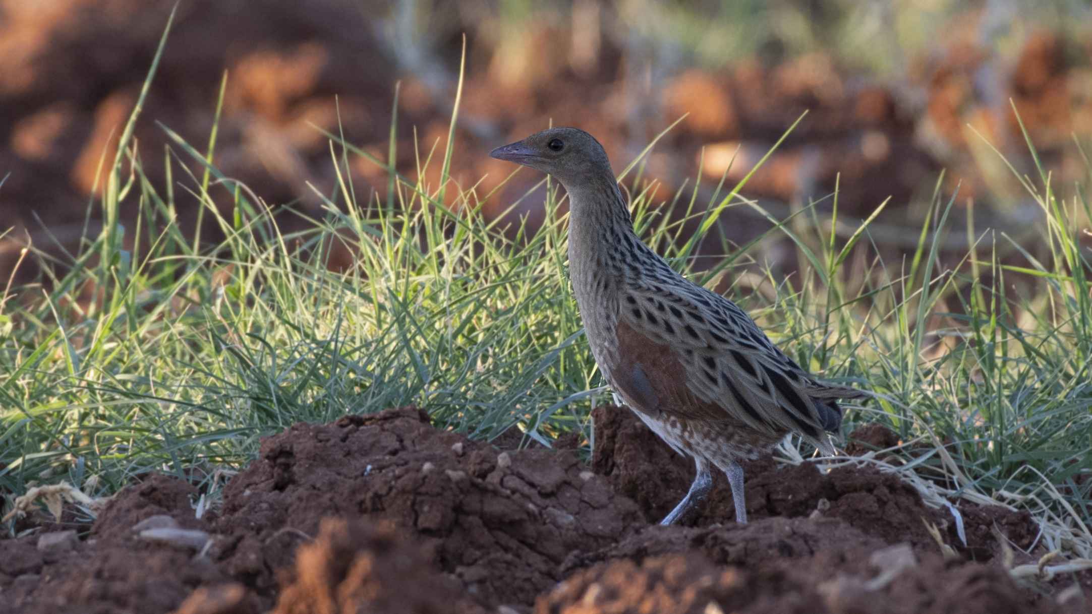 Corn Crake