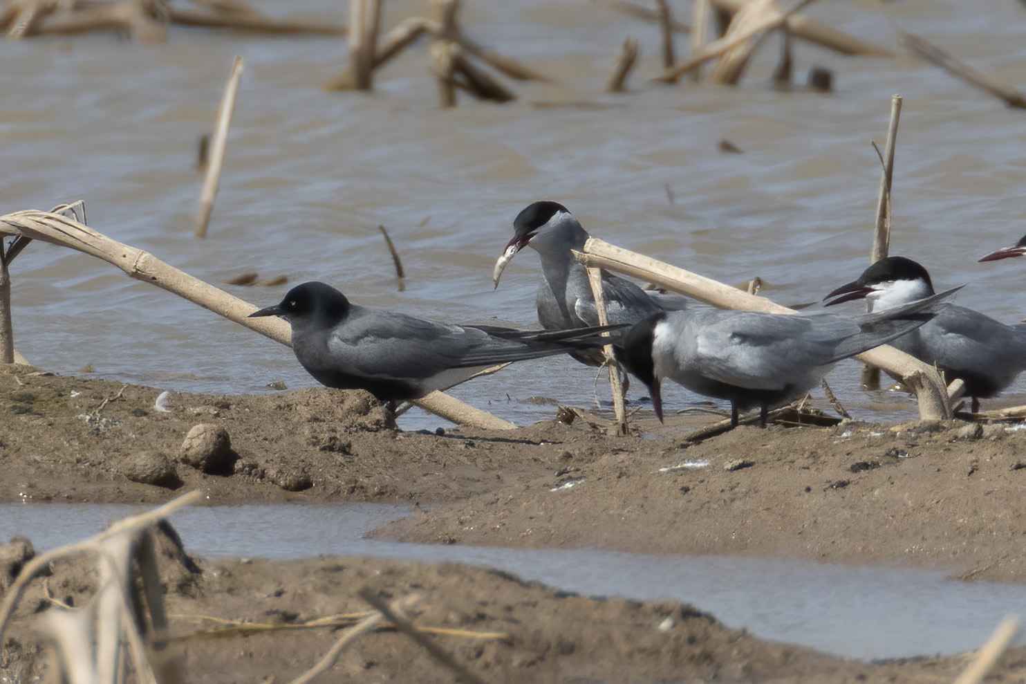 Black Tern