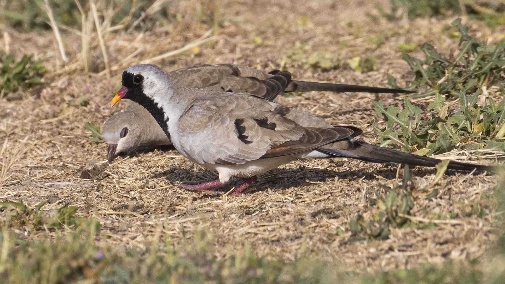 Namaqua Dove