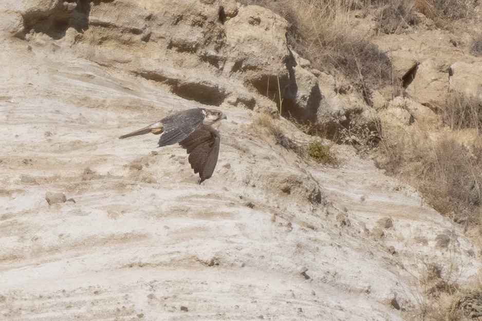 Lanner Falcon