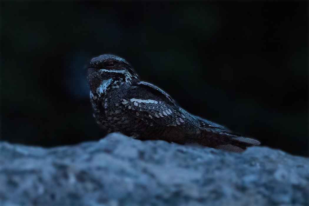 Eurasian Nightjar