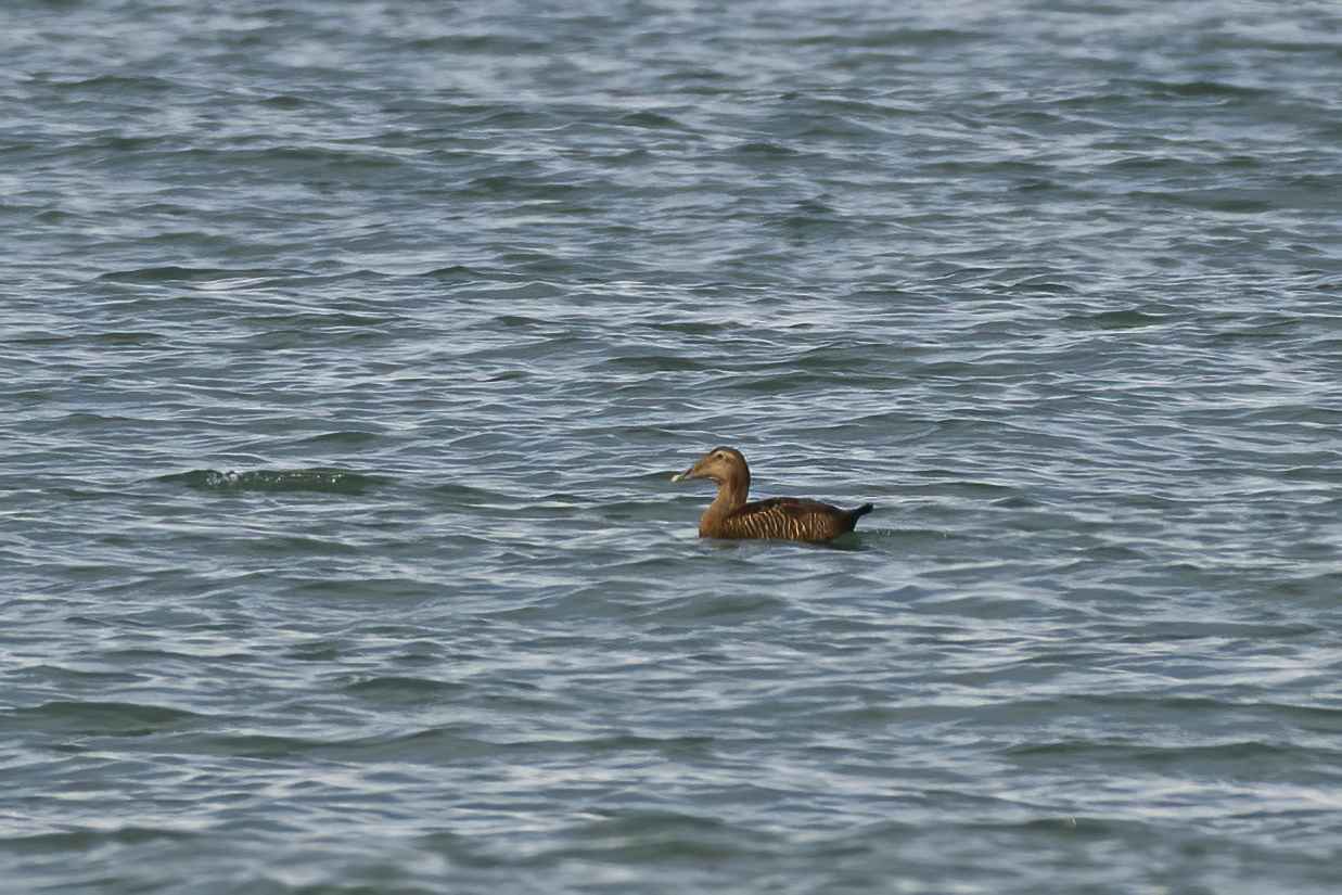 Common Eider