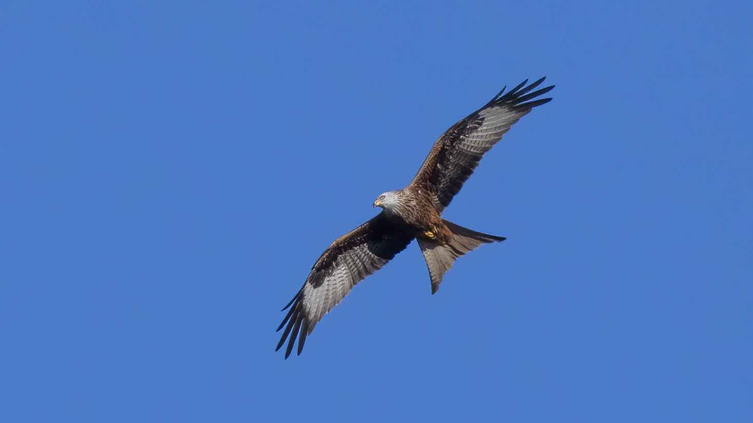 Red Kite