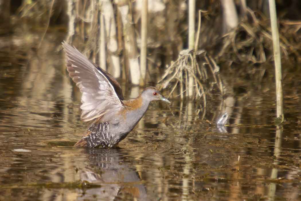 Baillon's Crake