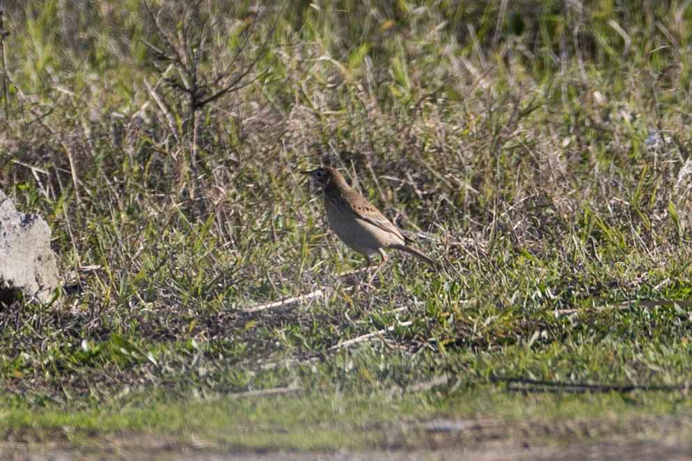 Richard's Pipit