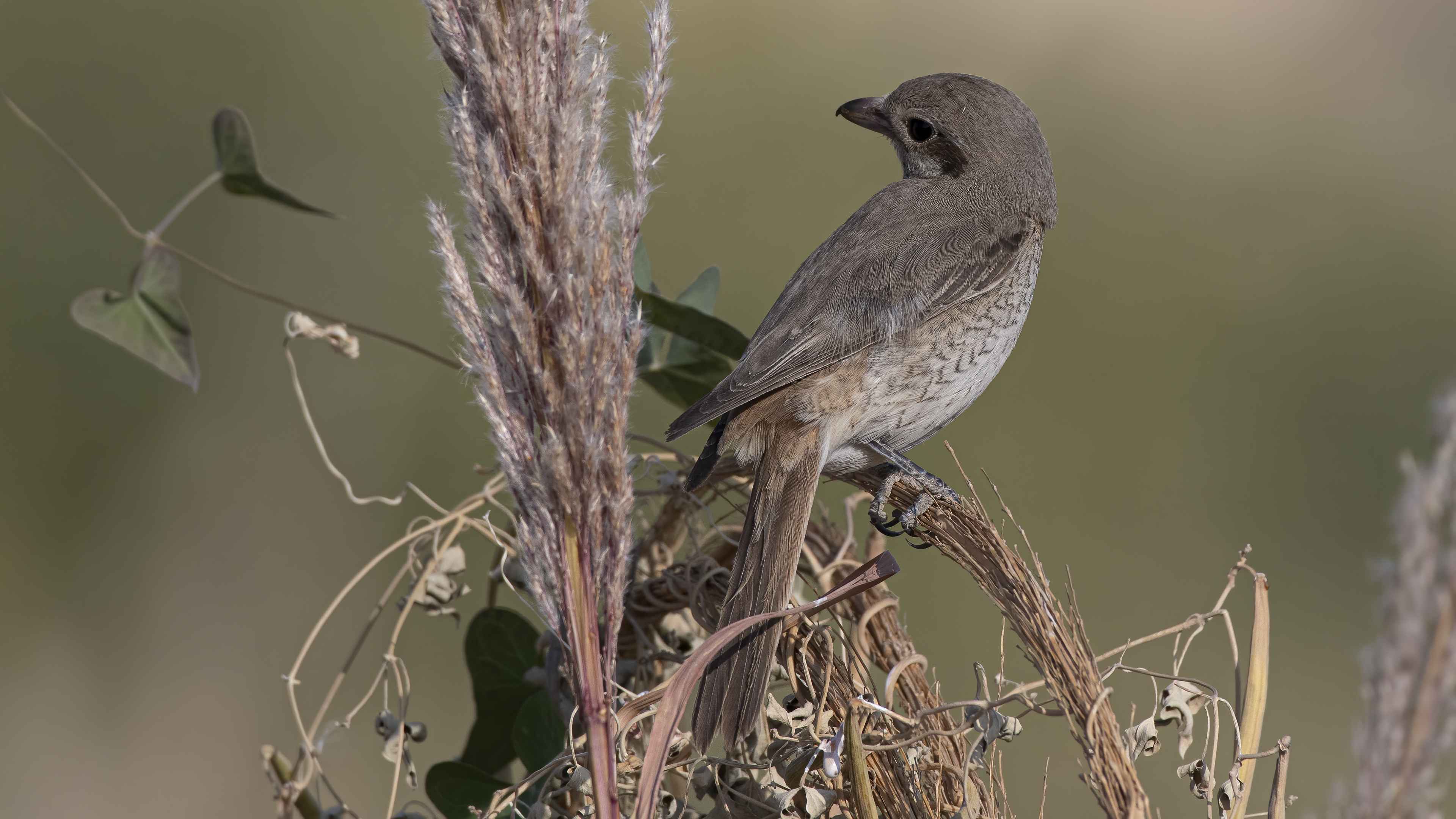 Red-tailed Shrike