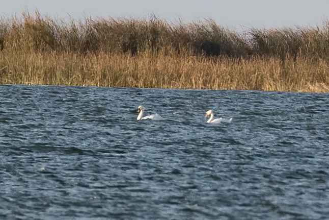 Mute Swan