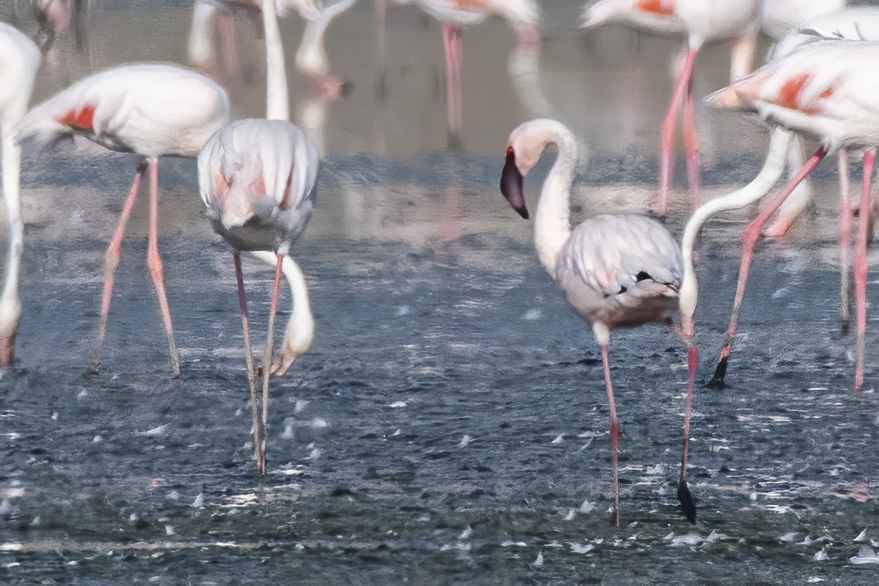 Lesser Flamingo