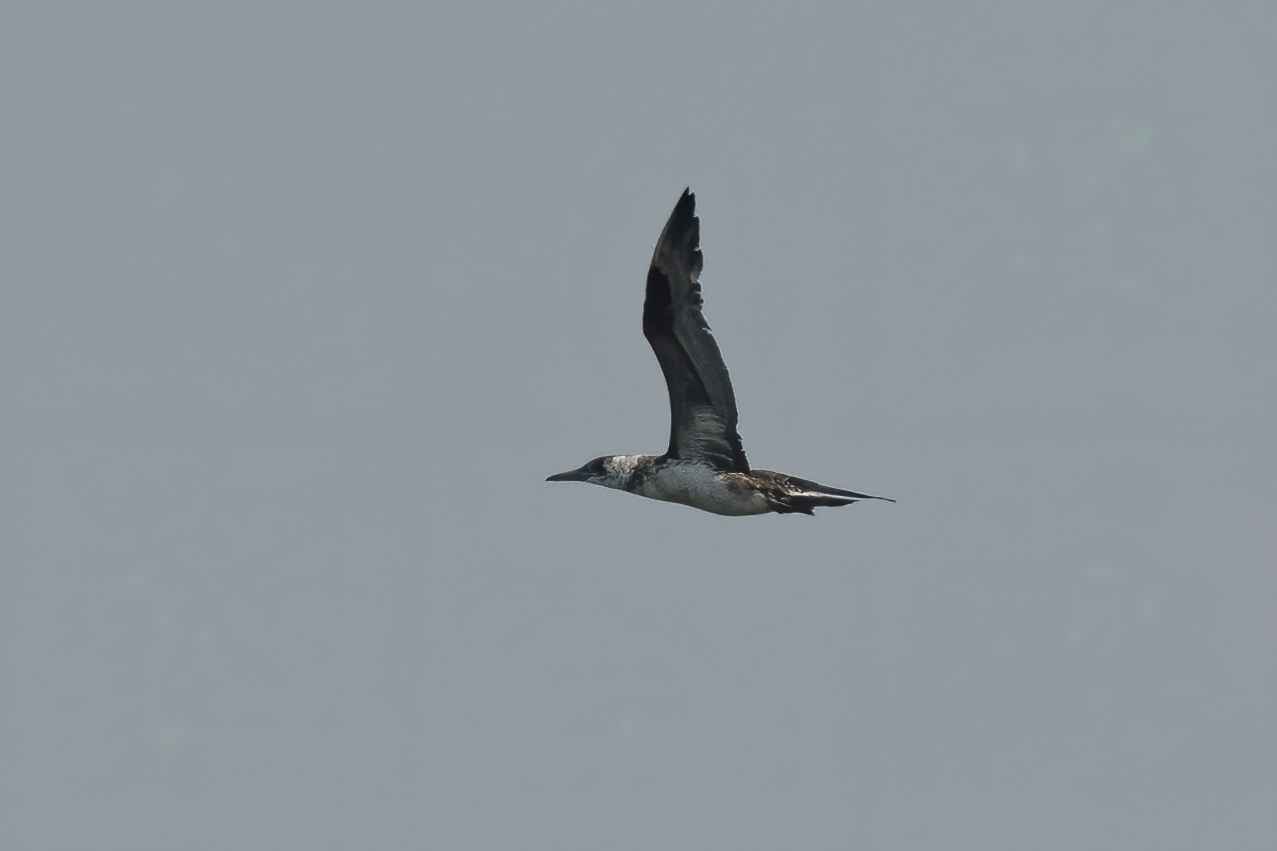 Northern Gannet