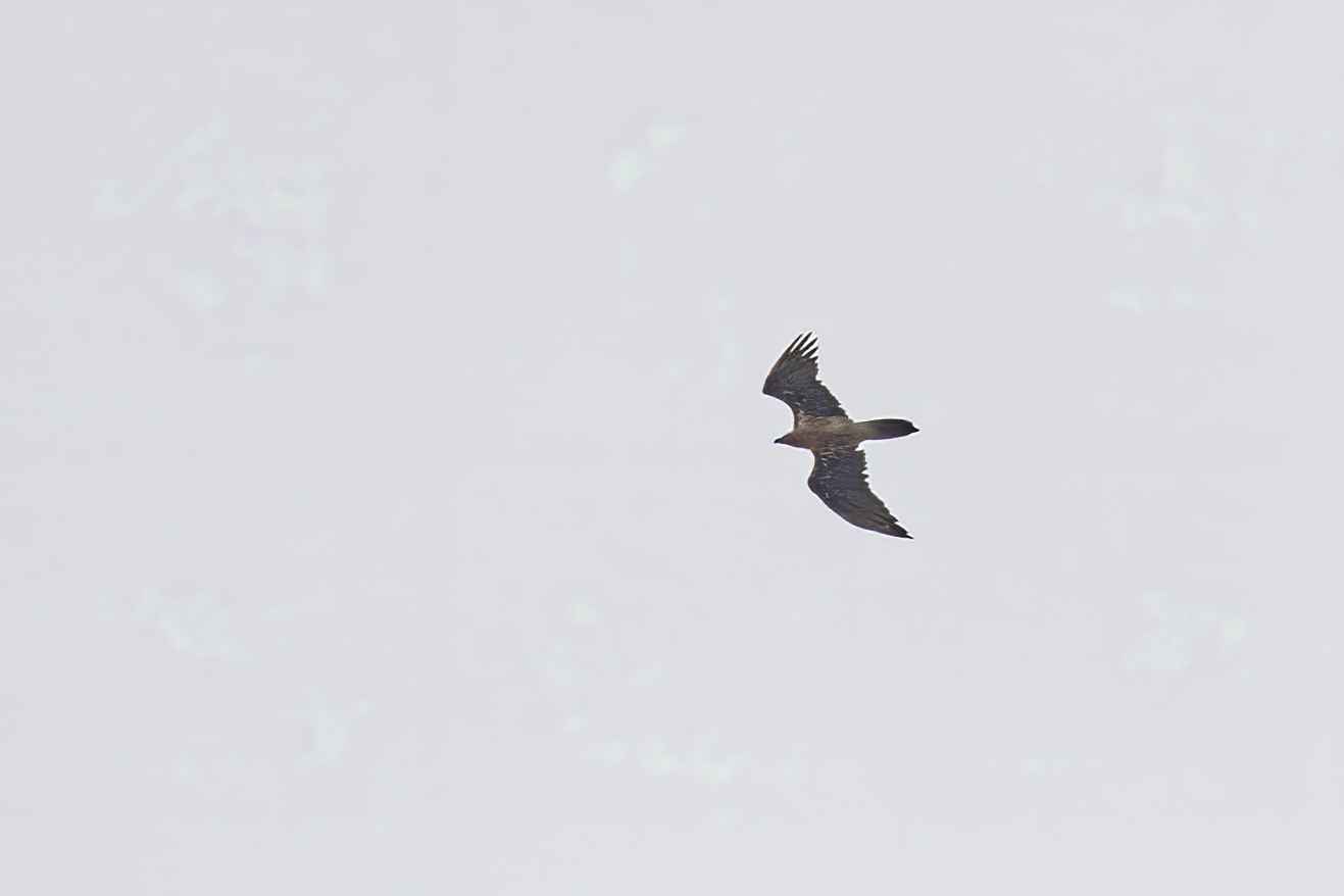 Bearded Vulture