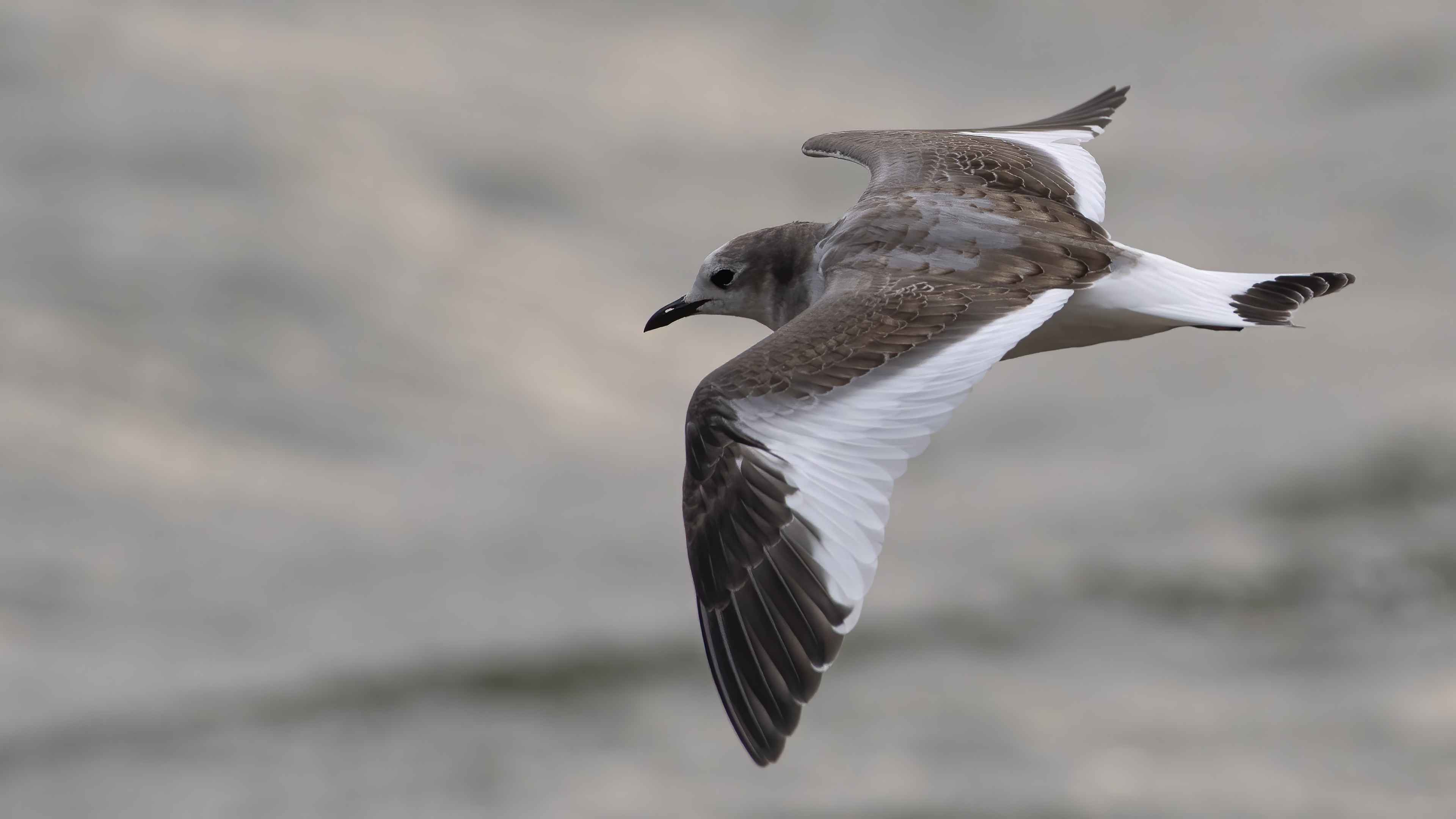 Sabine's Gull