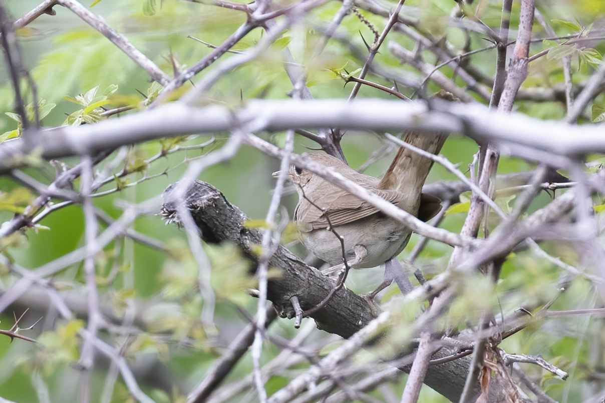 Thrush Nightingale