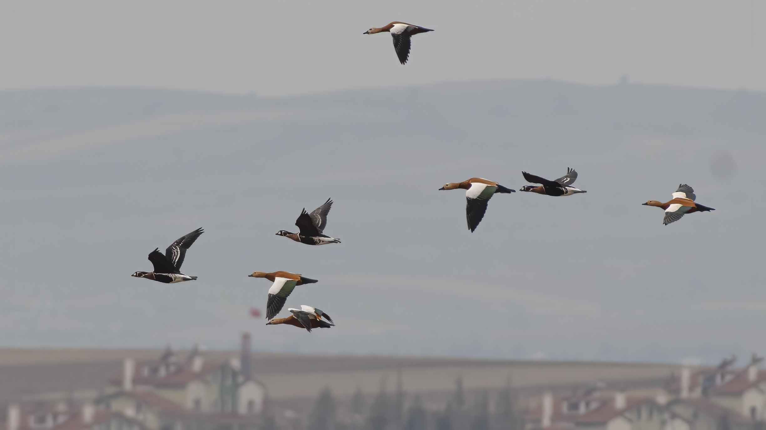 Red-breasted Goose