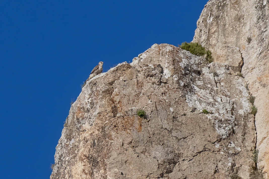 Saker Falcon — Ana fotoğraf