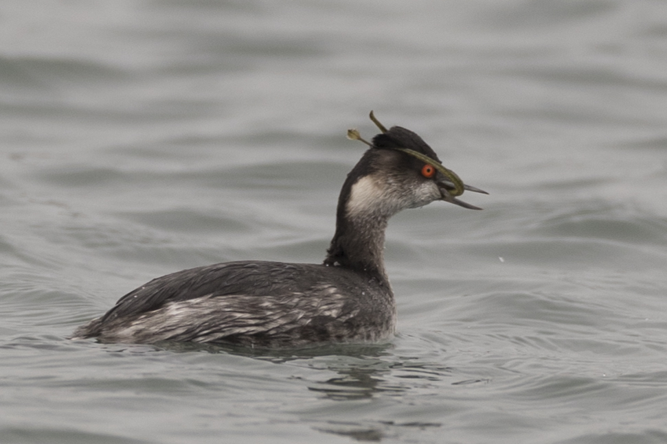 Eared Grebe