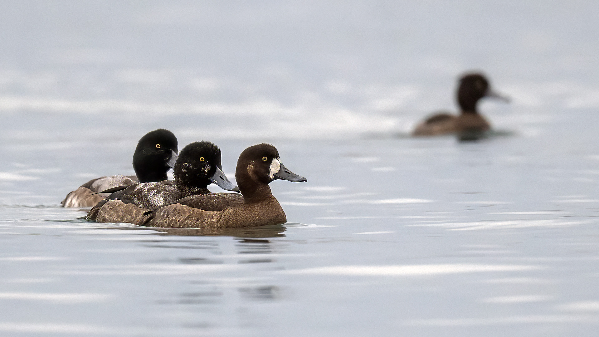 Greater Scaup — Ana fotoğraf