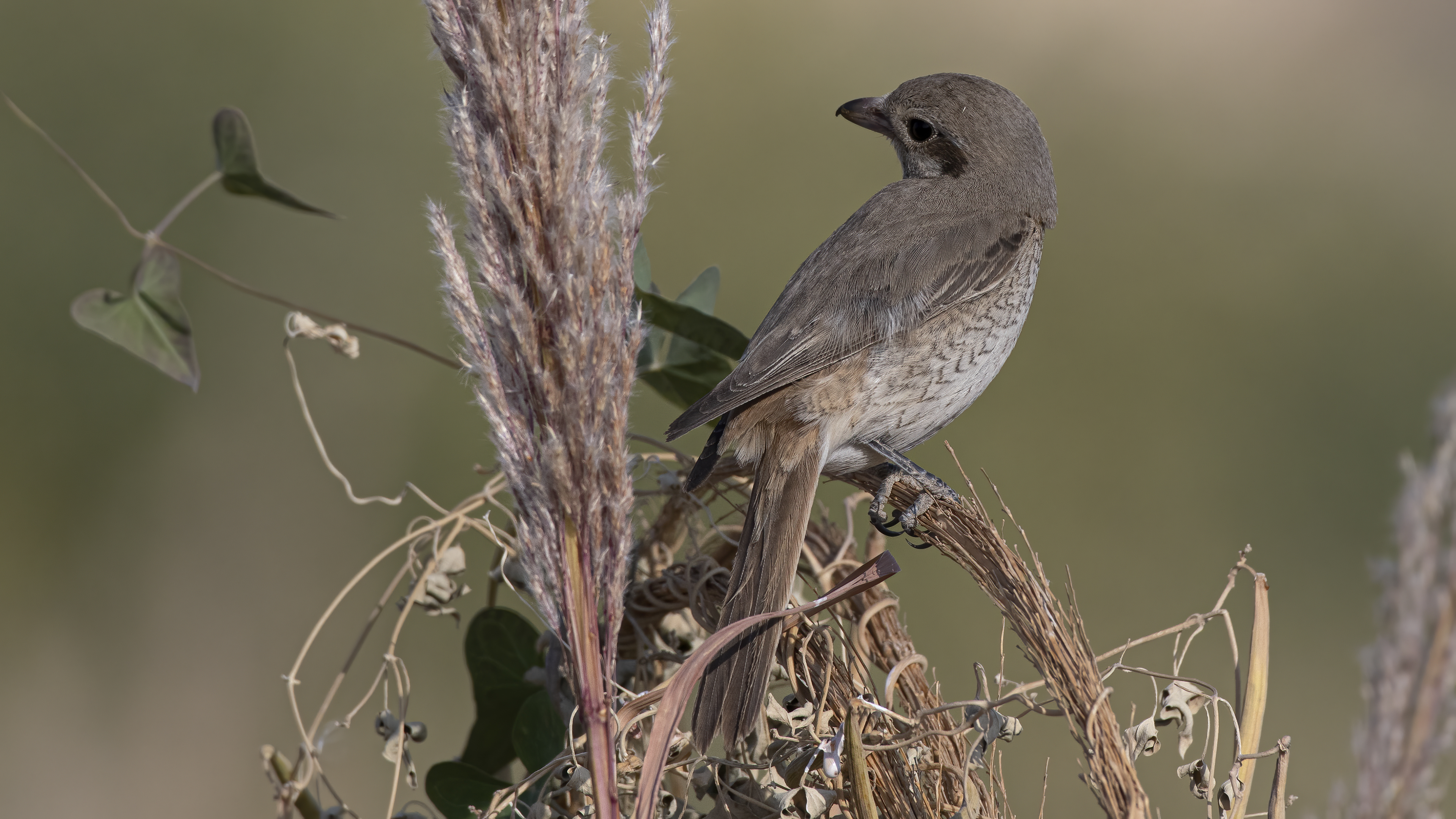 Red-tailed Shrike