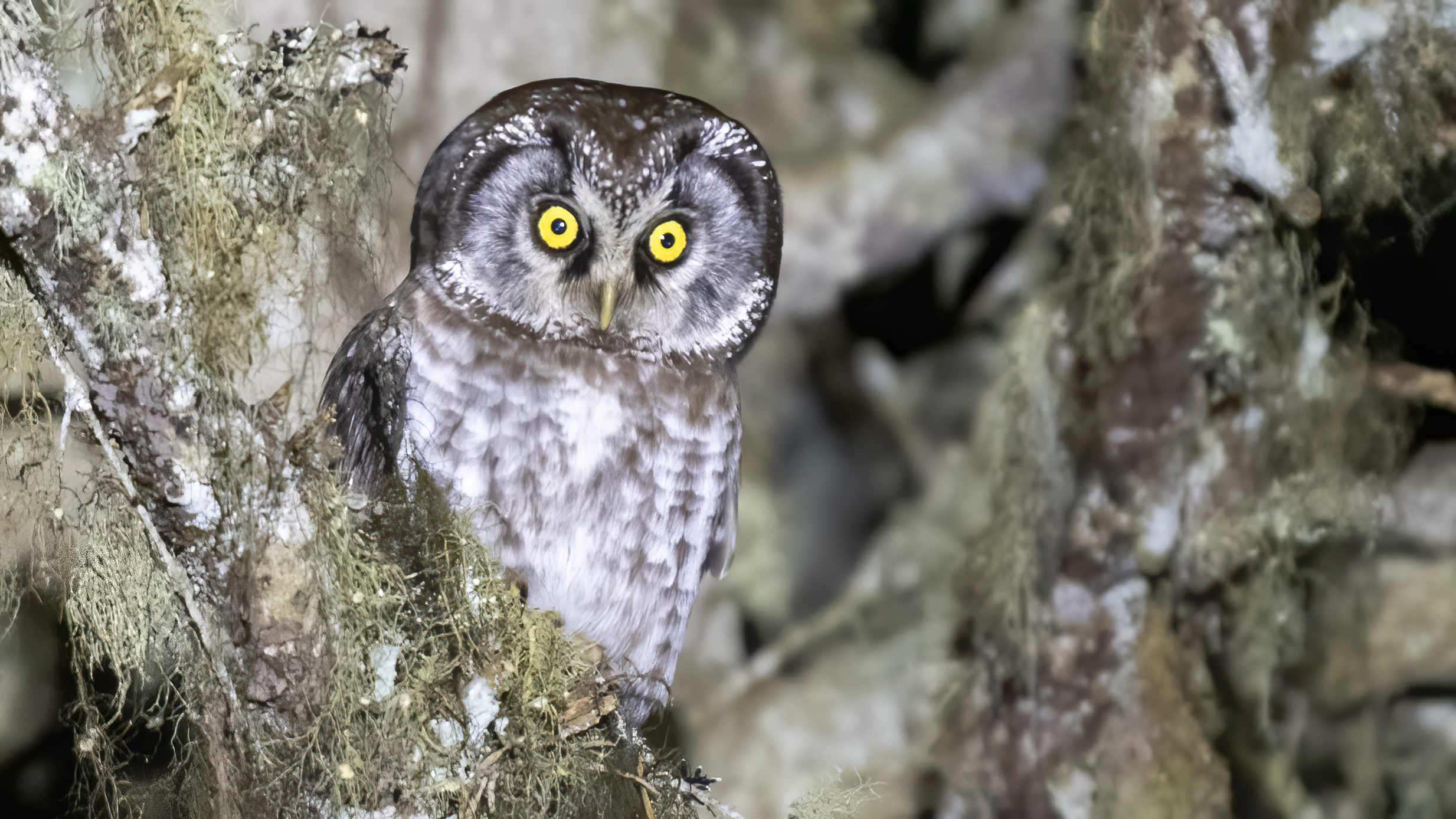 Boreal Owl