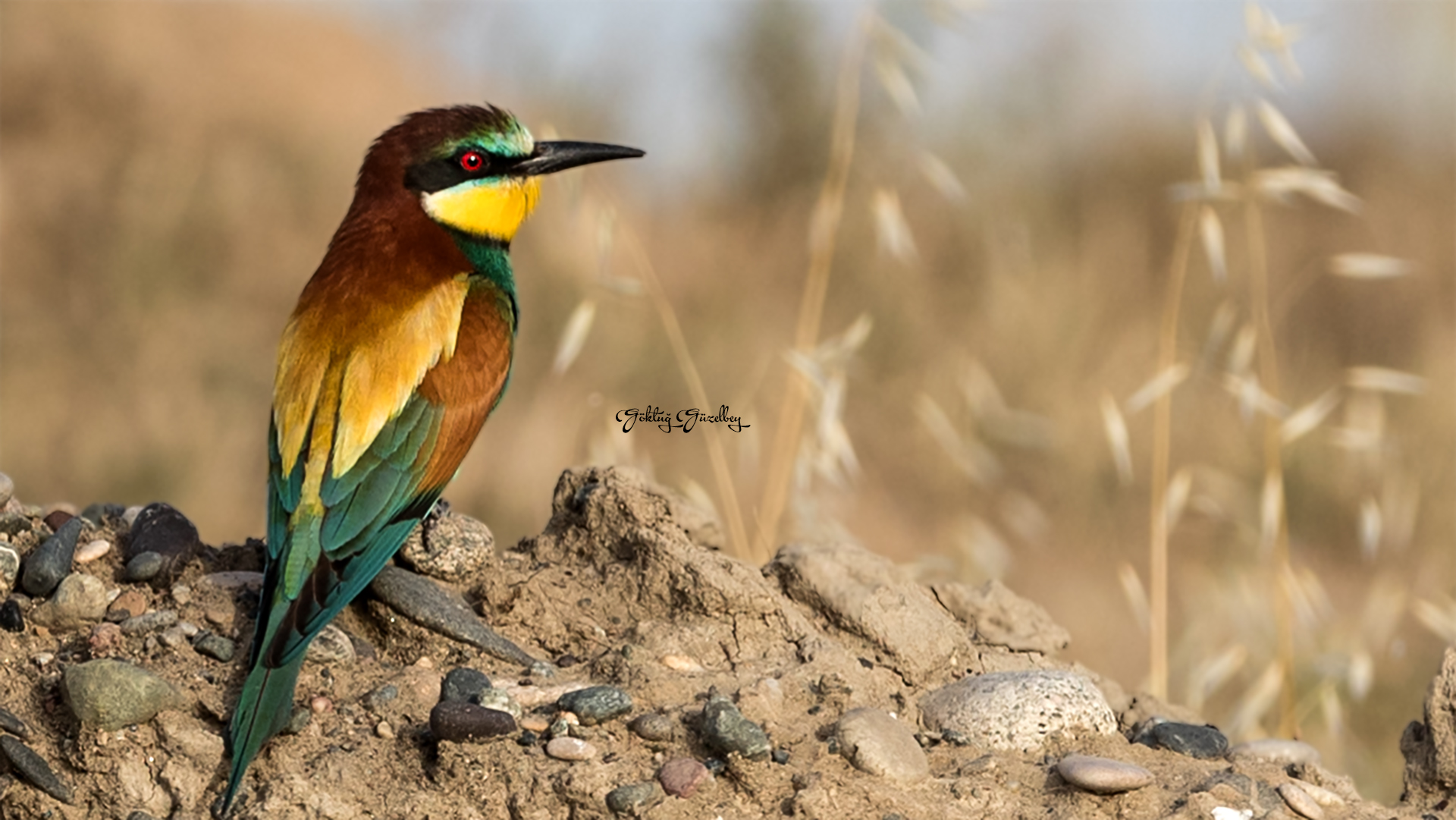 European Bee-eater