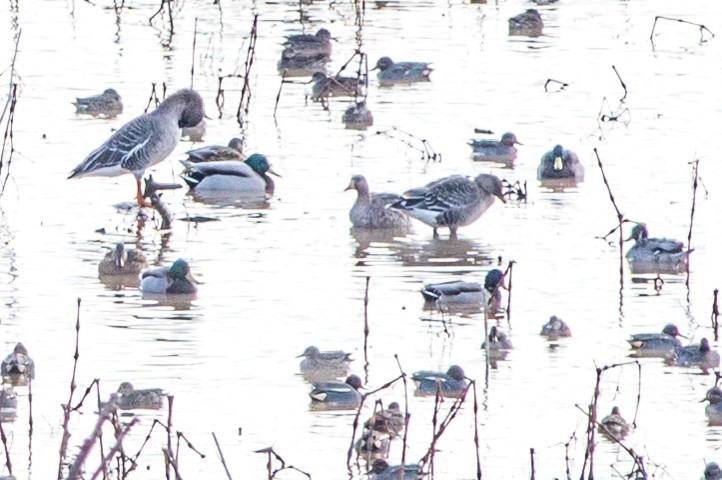 Greater White-fronted Goose