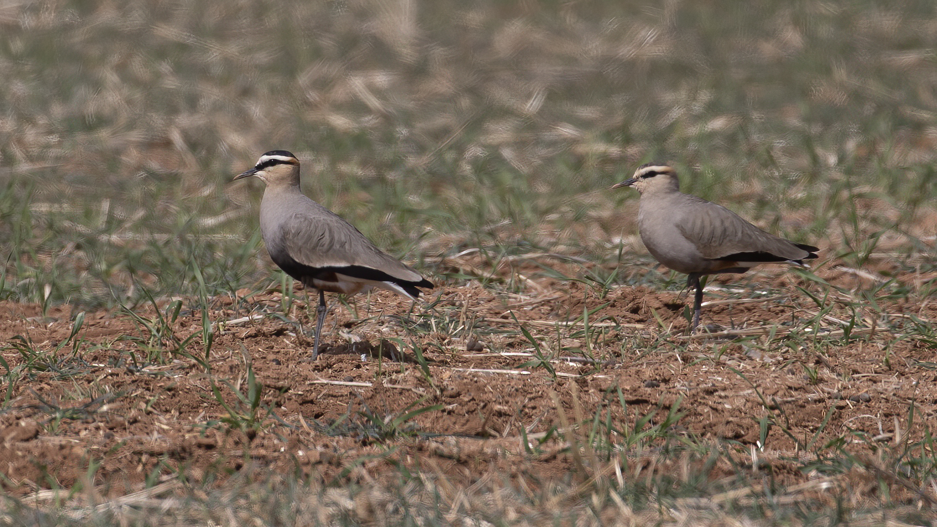 Sociable Lapwing
