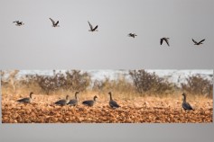 Lesser White-fronted Goose