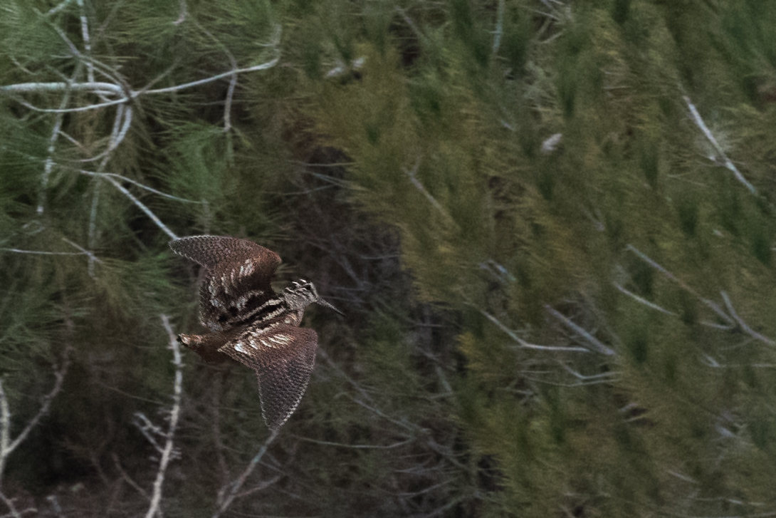 Eurasian Woodcock