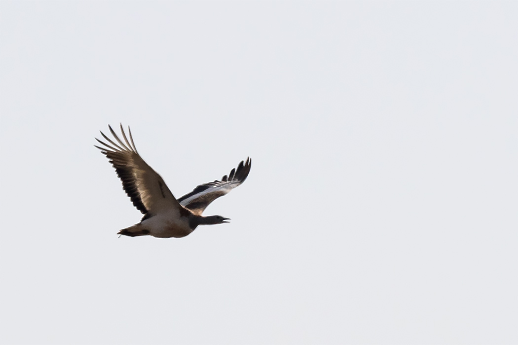 Great Bustard