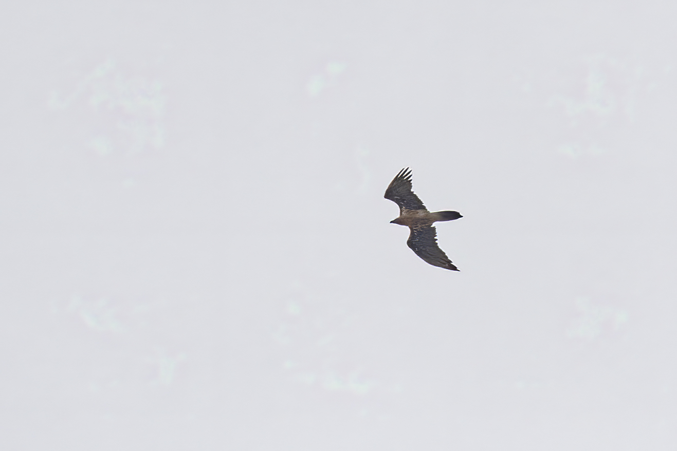 Bearded Vulture