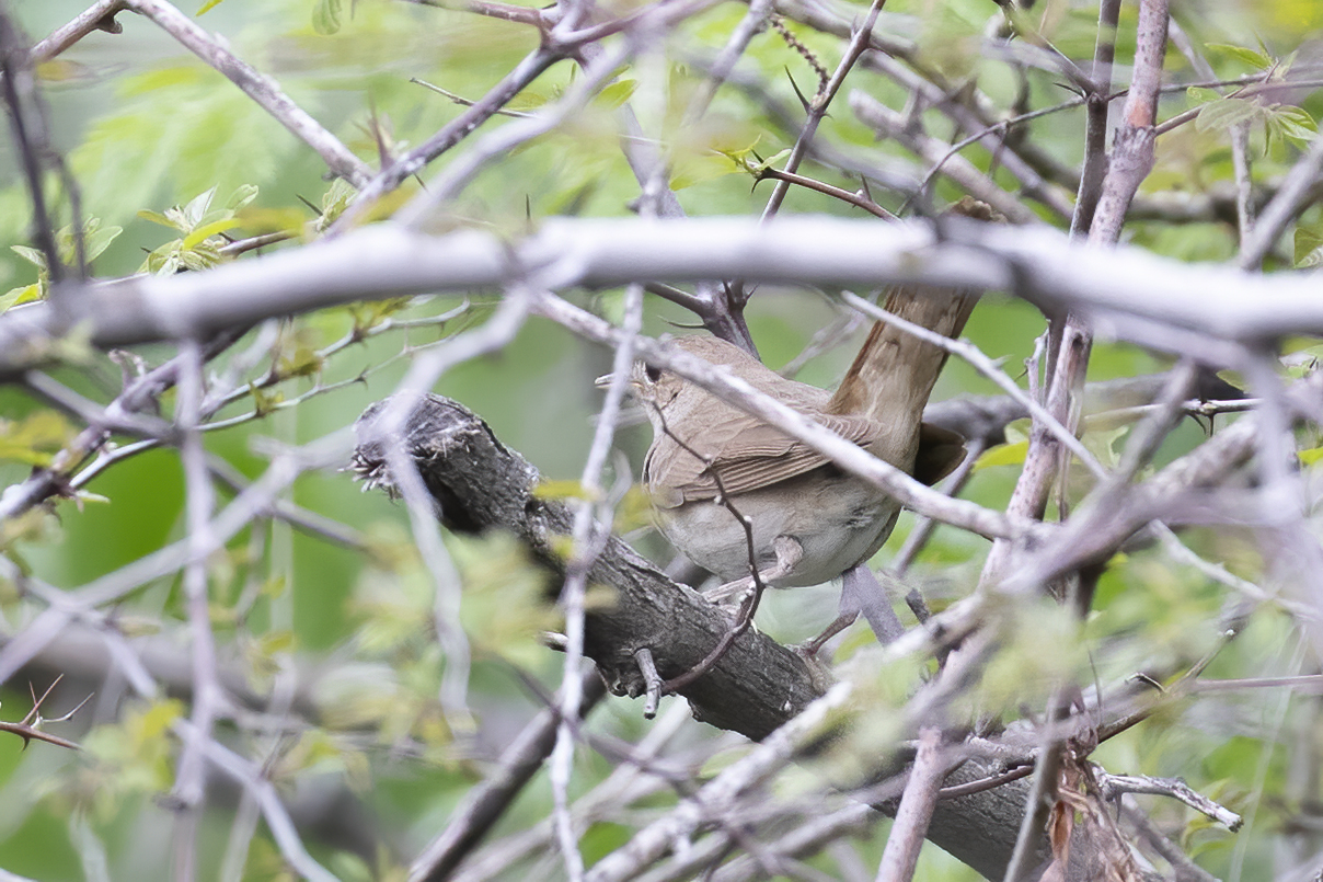 Thrush Nightingale
