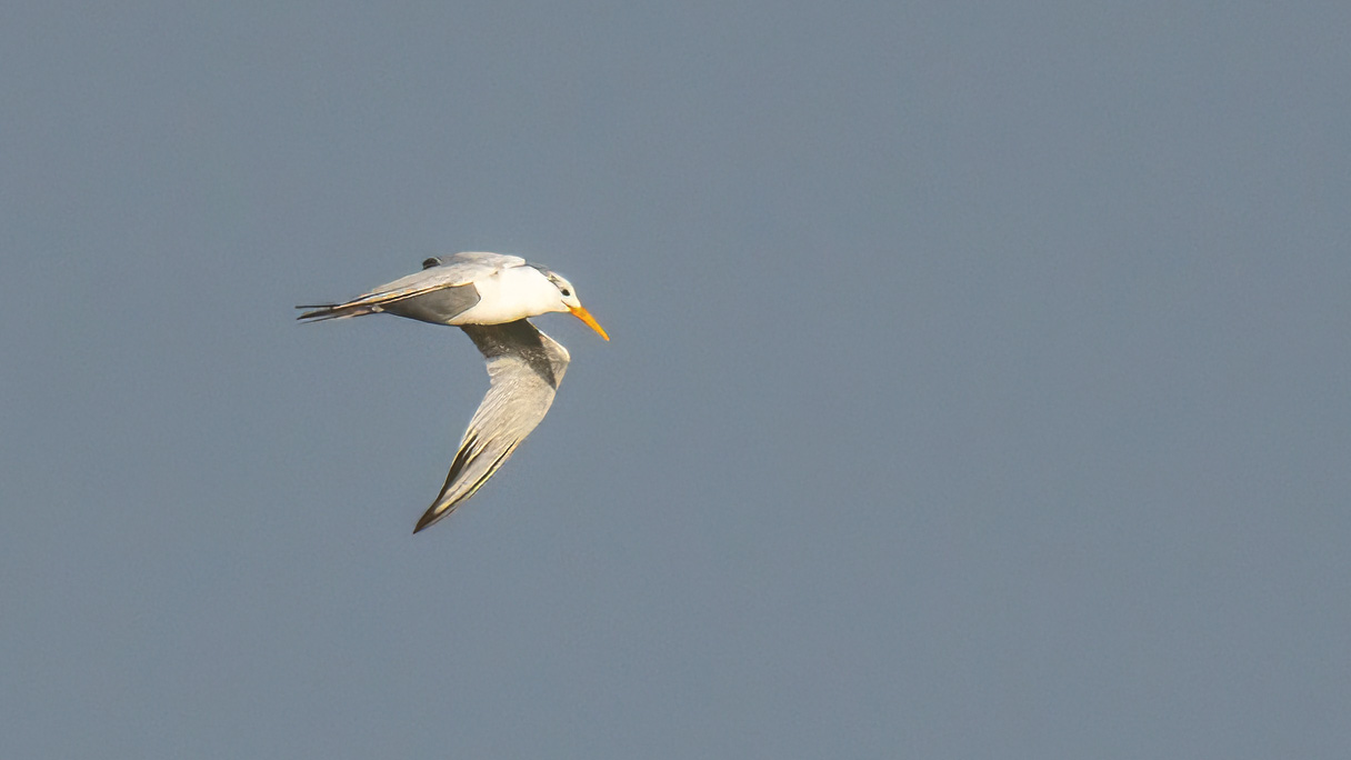 West African Crested Tern