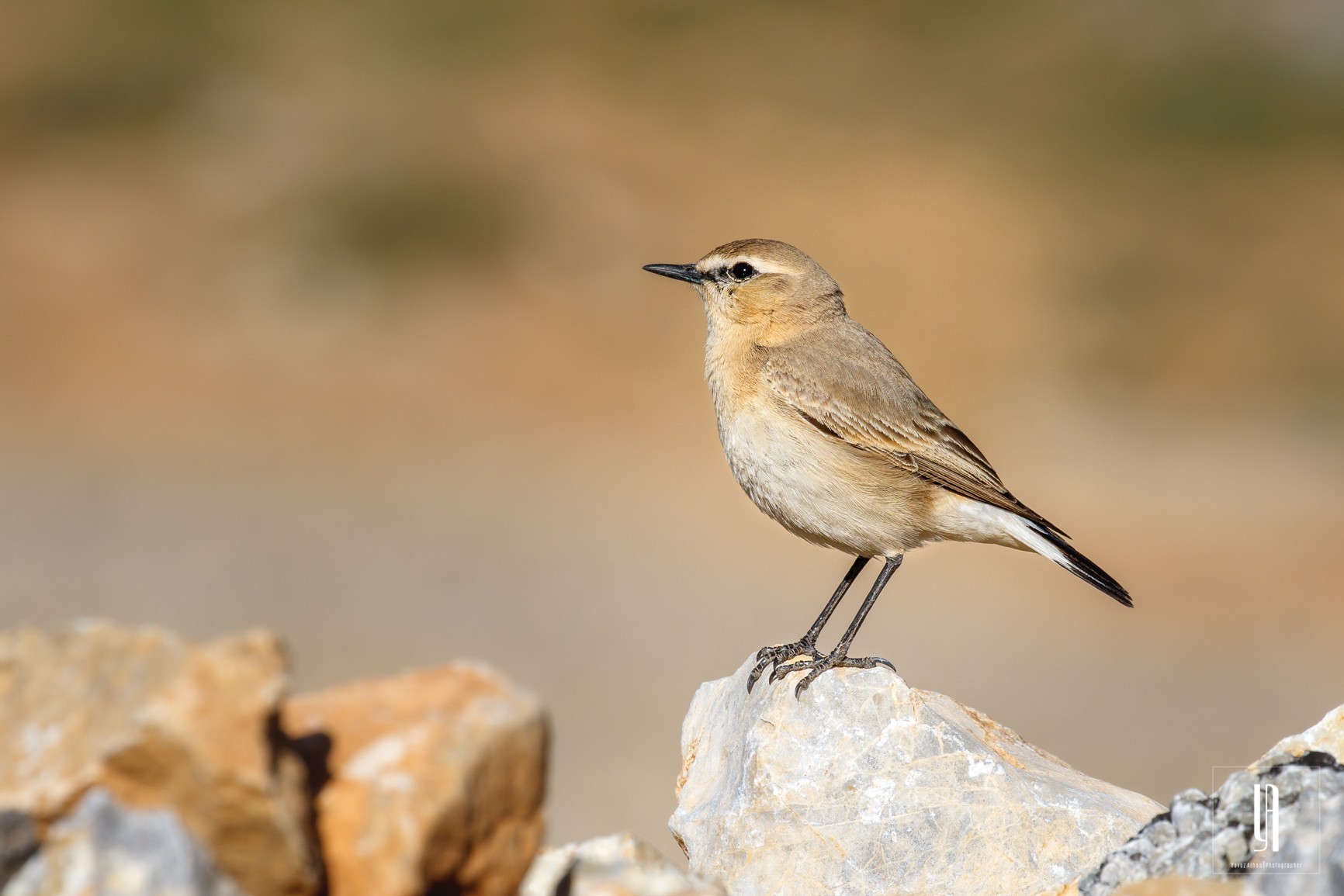 Isabelline Wheatear