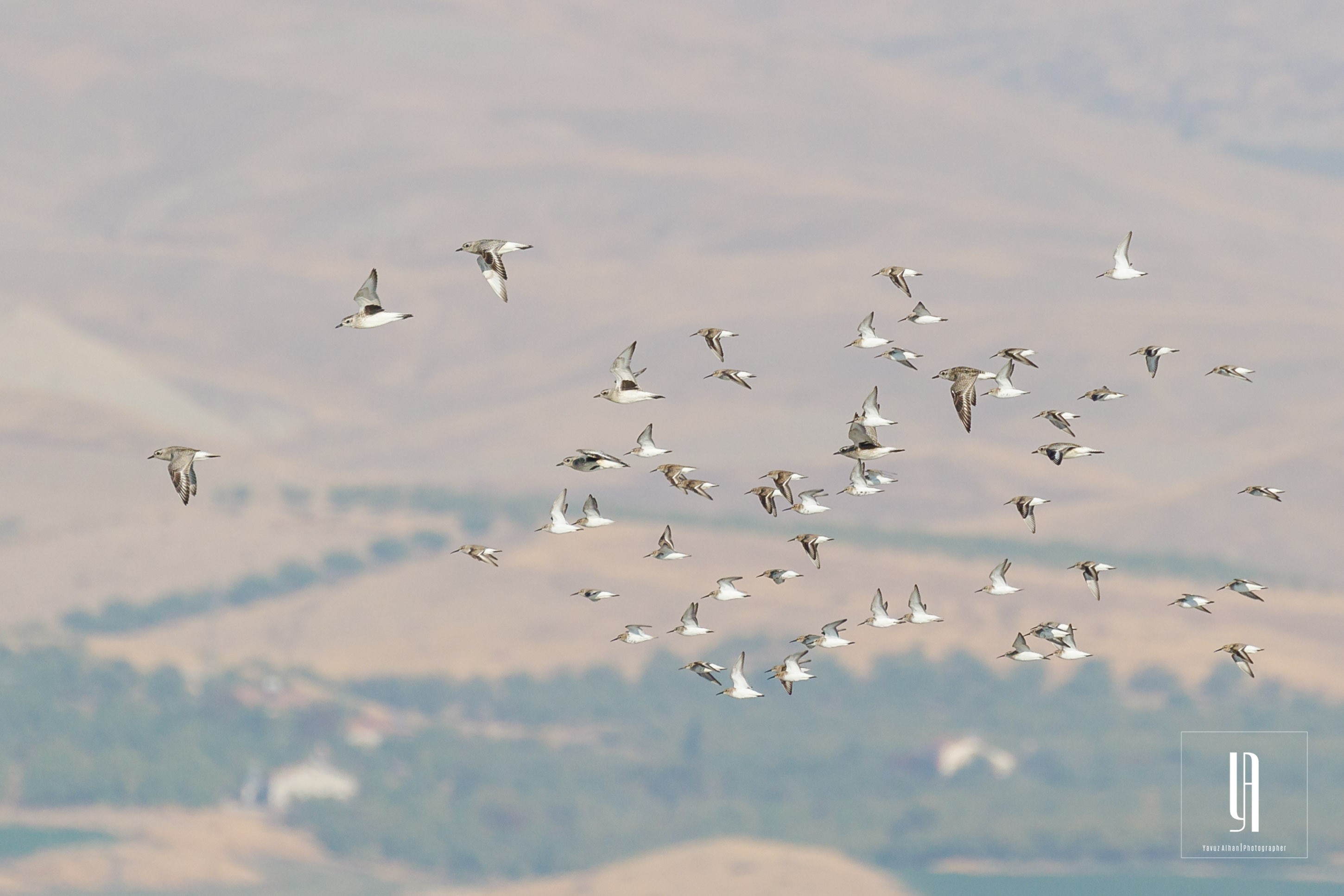 European Golden-Plover