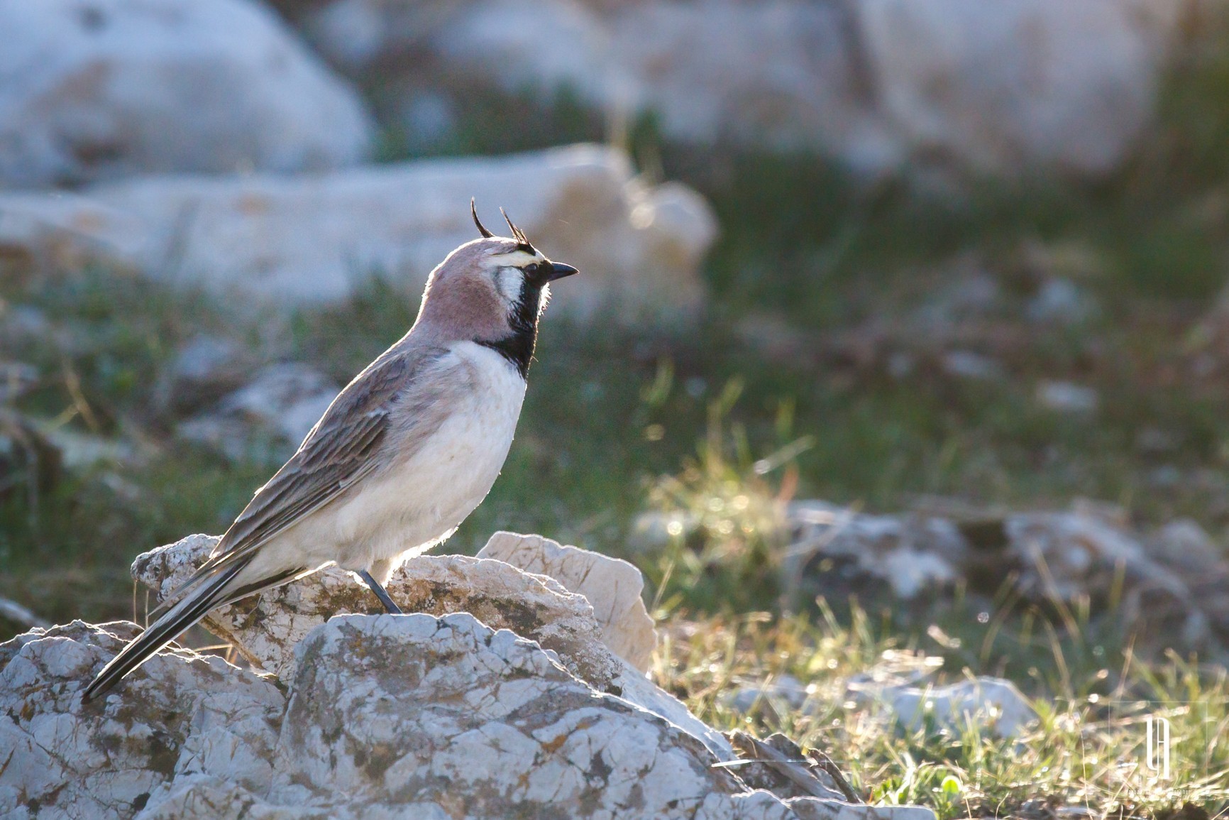 Horned Lark