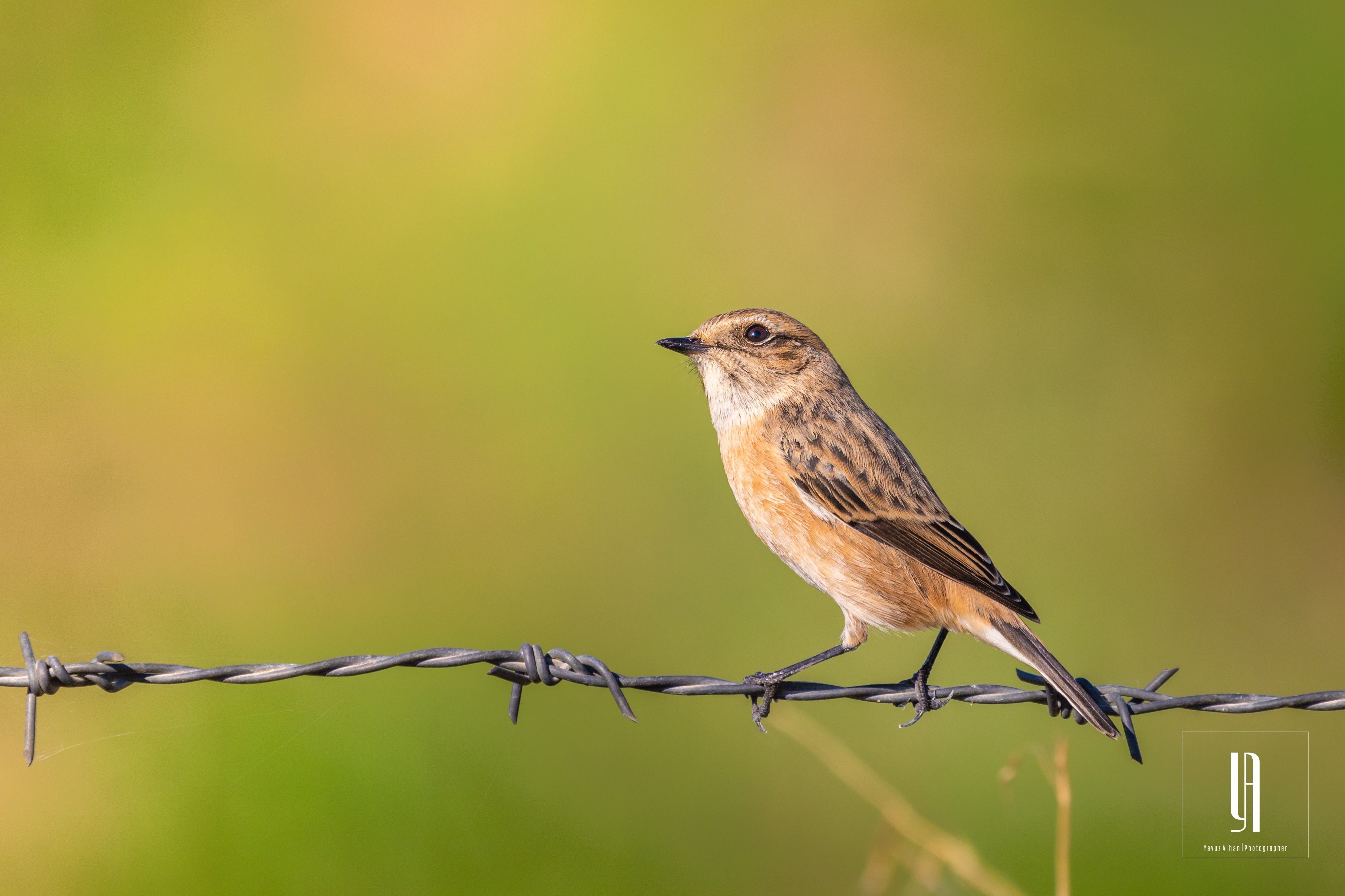 European Stonechat