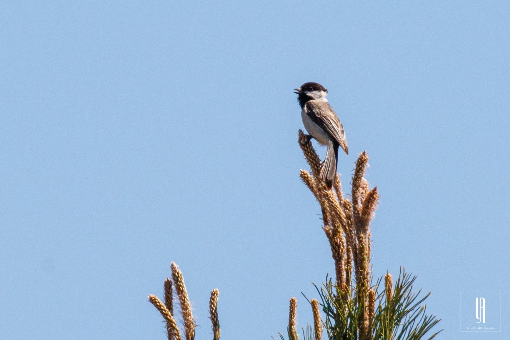 Sombre Tit