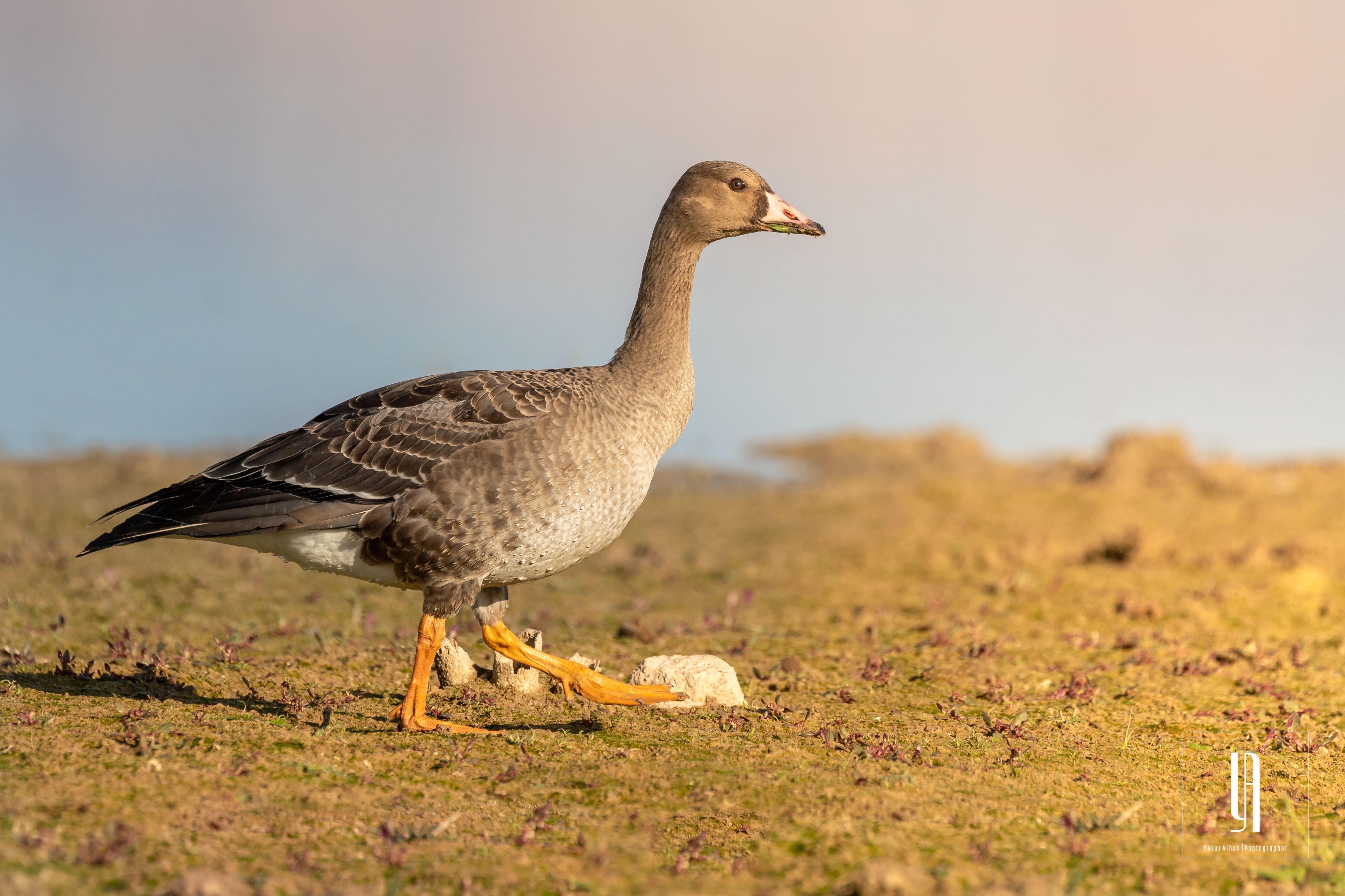 Graylag Goose