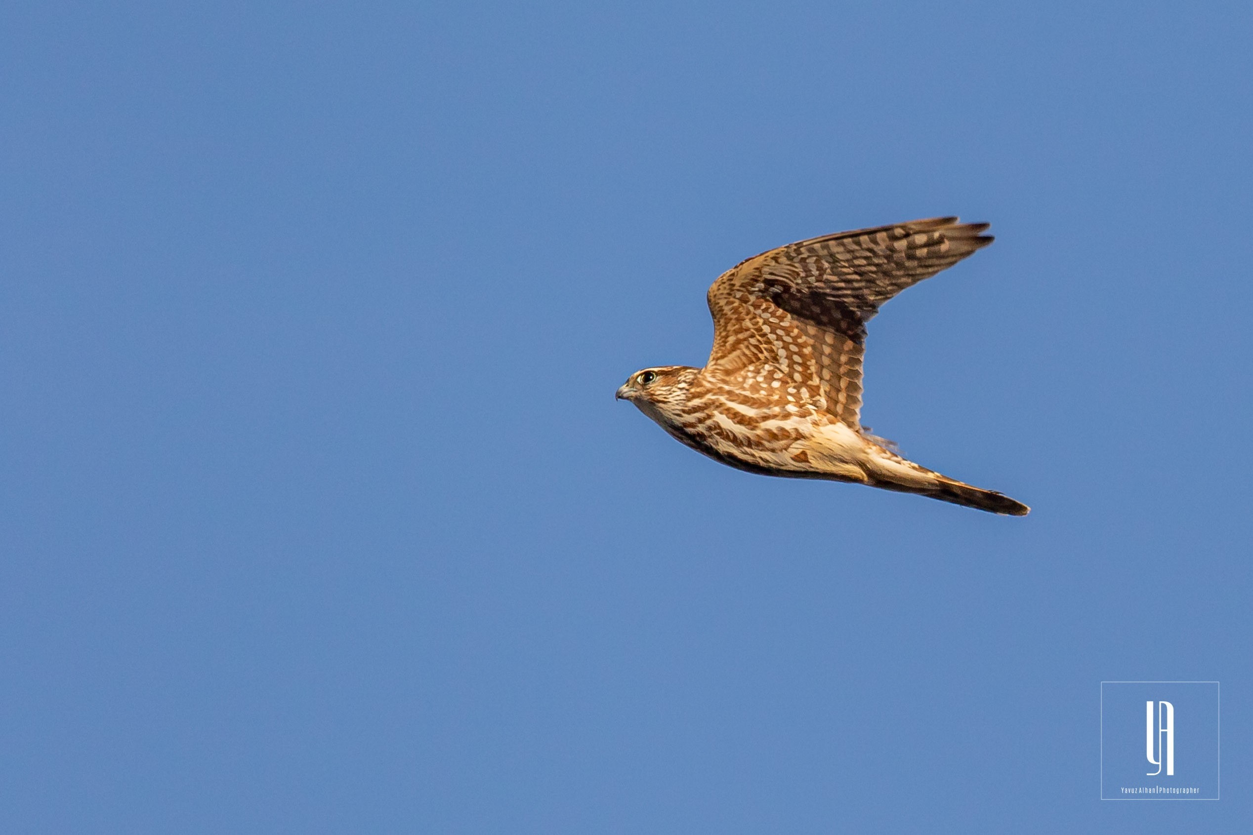 Merlin