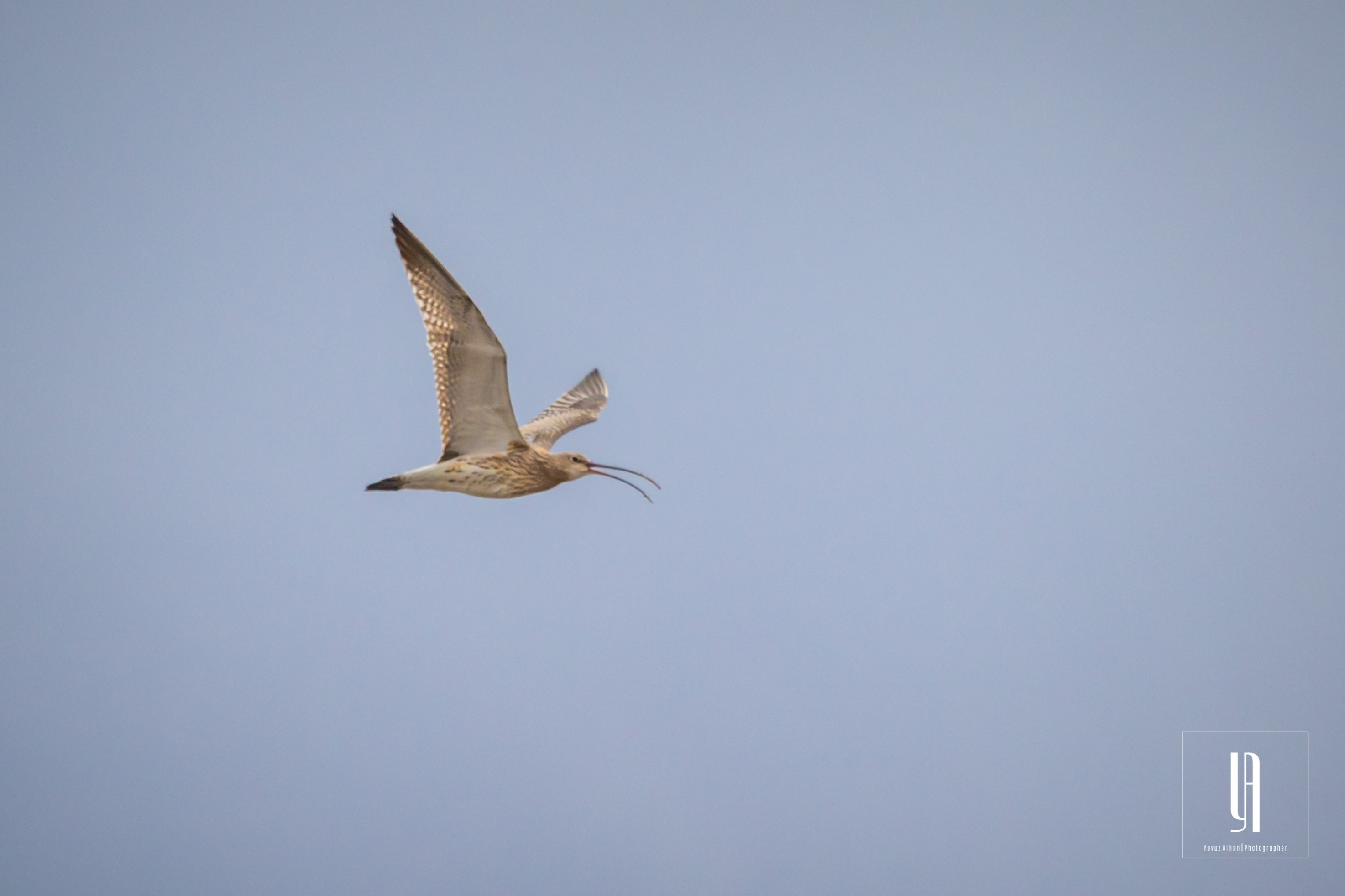 Eurasian Curlew