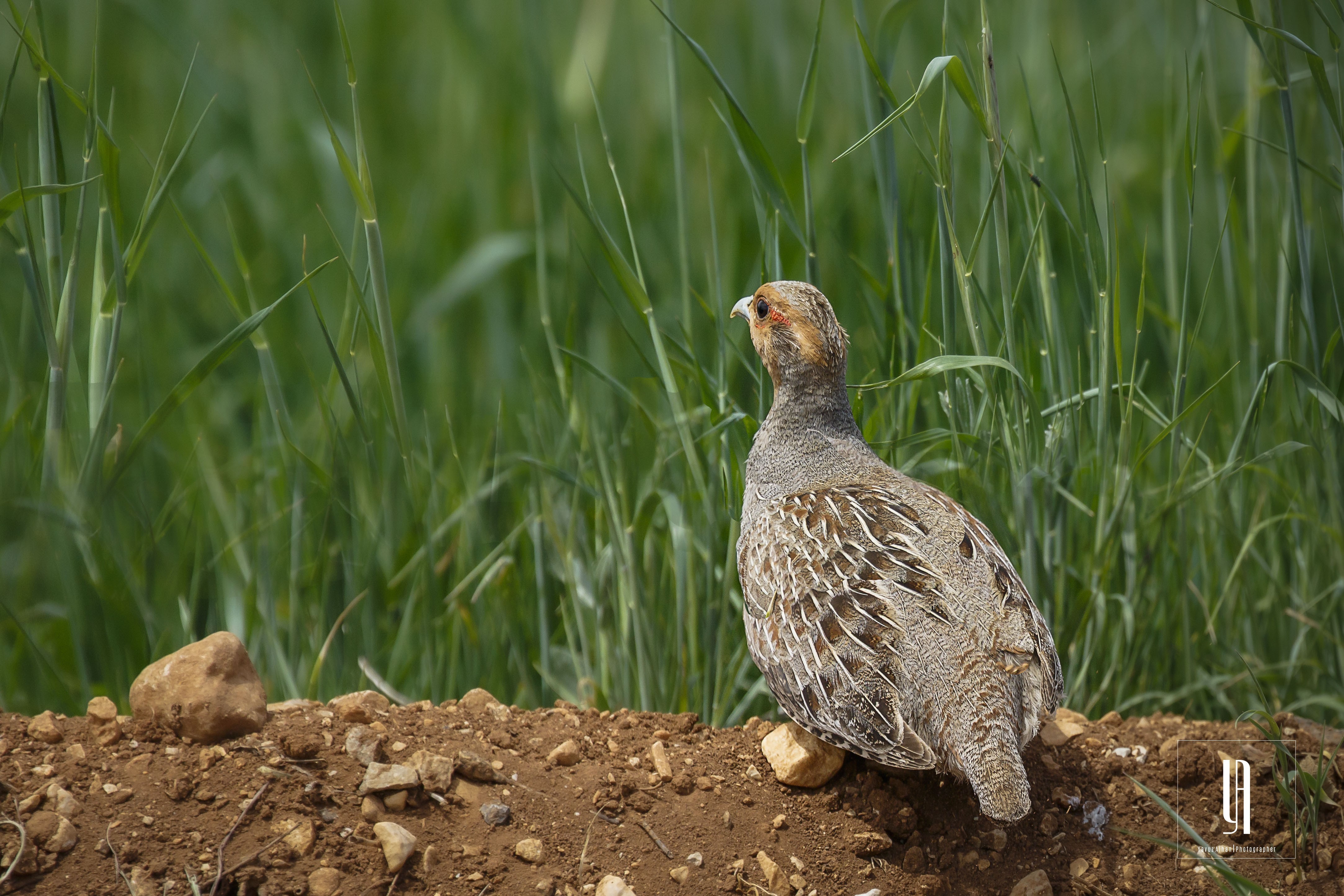 Grey Partridge