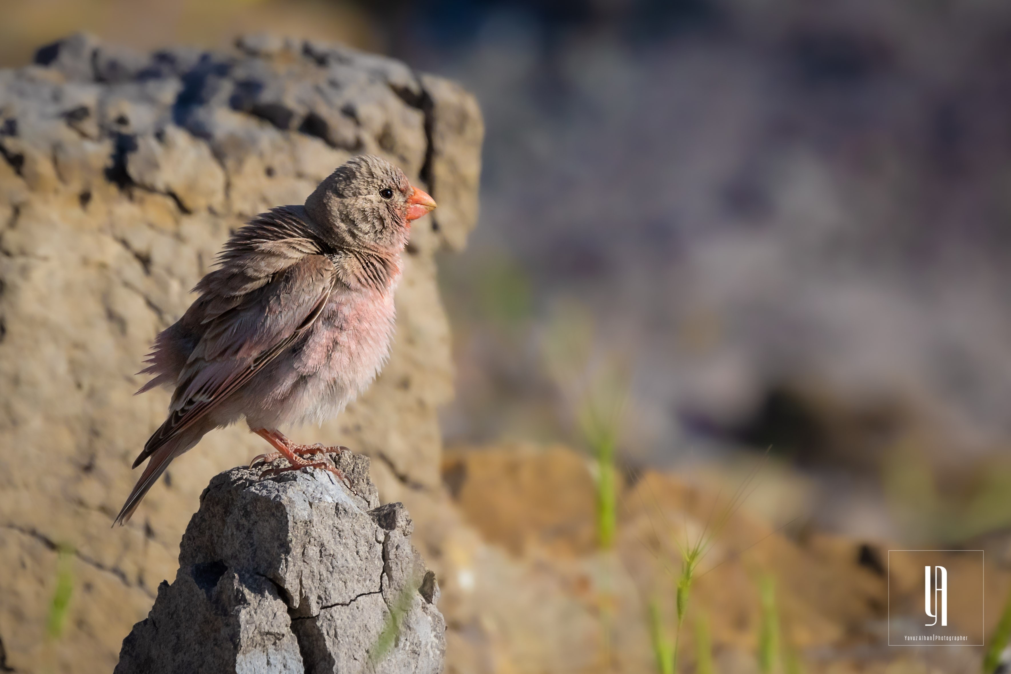 Trumpeter Finch