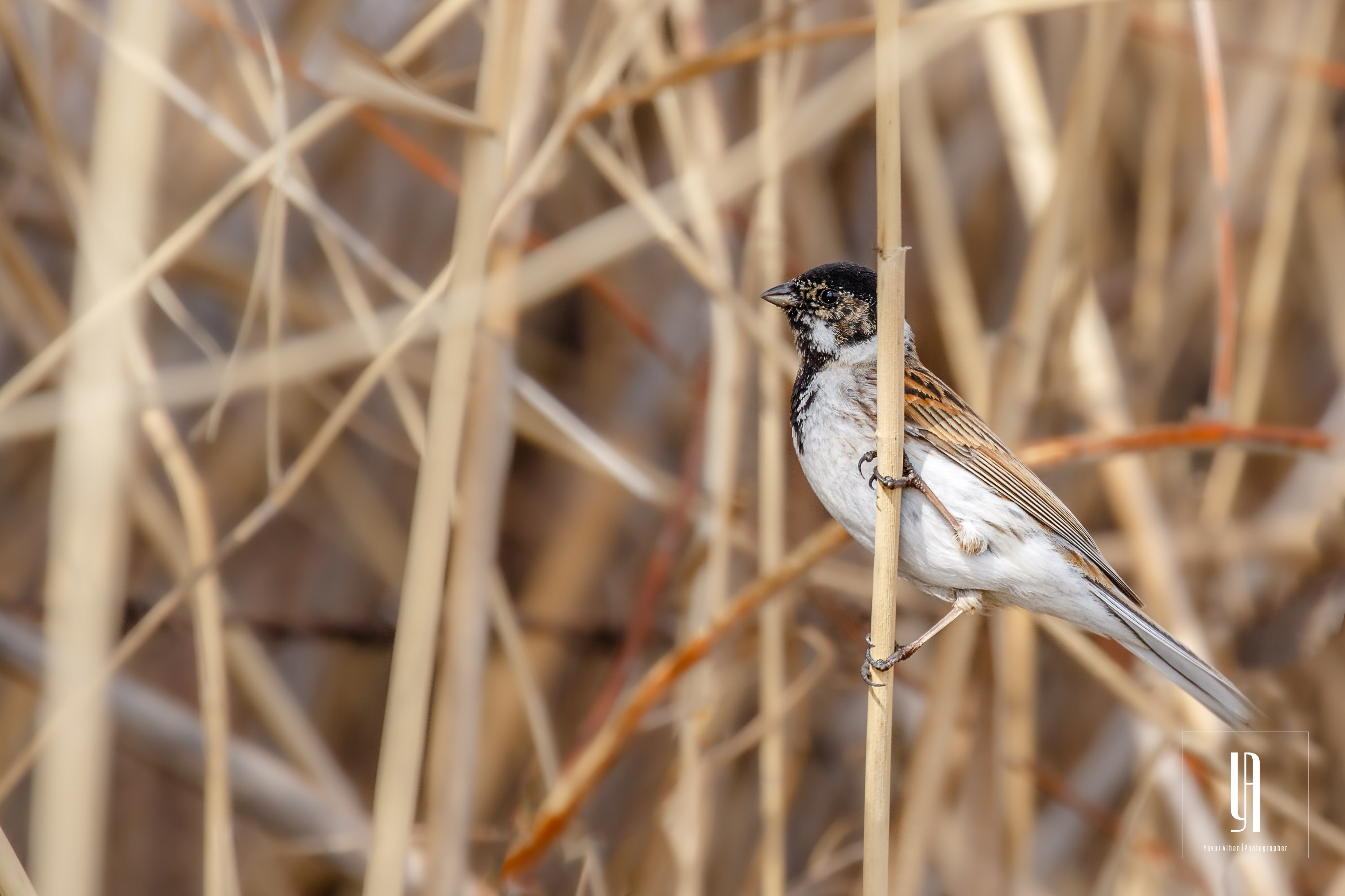 Reed Bunting