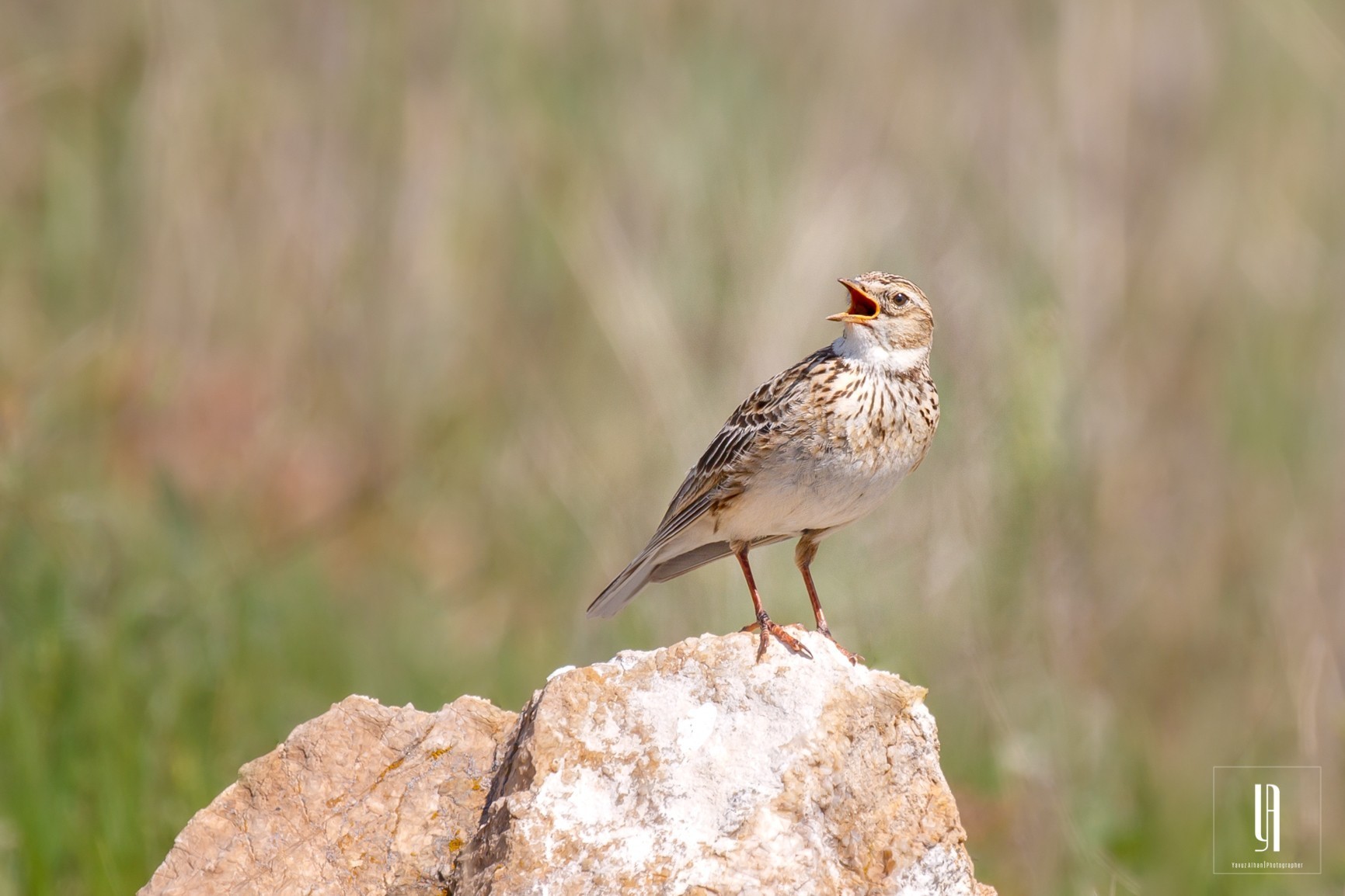 Meadow Pipit