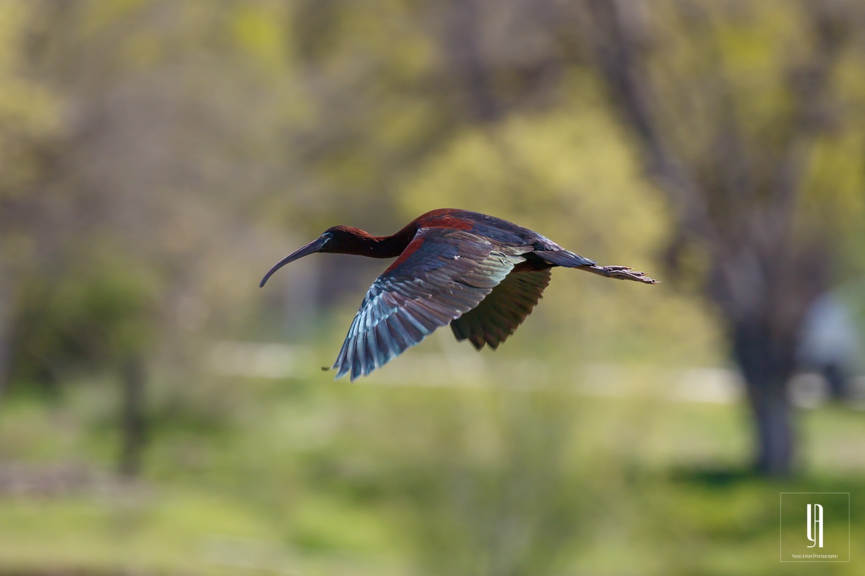 Glossy Ibis