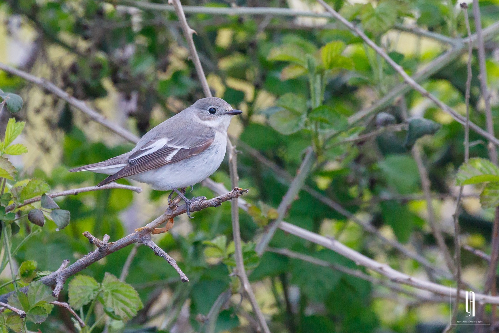 Semicollared Flycatcher