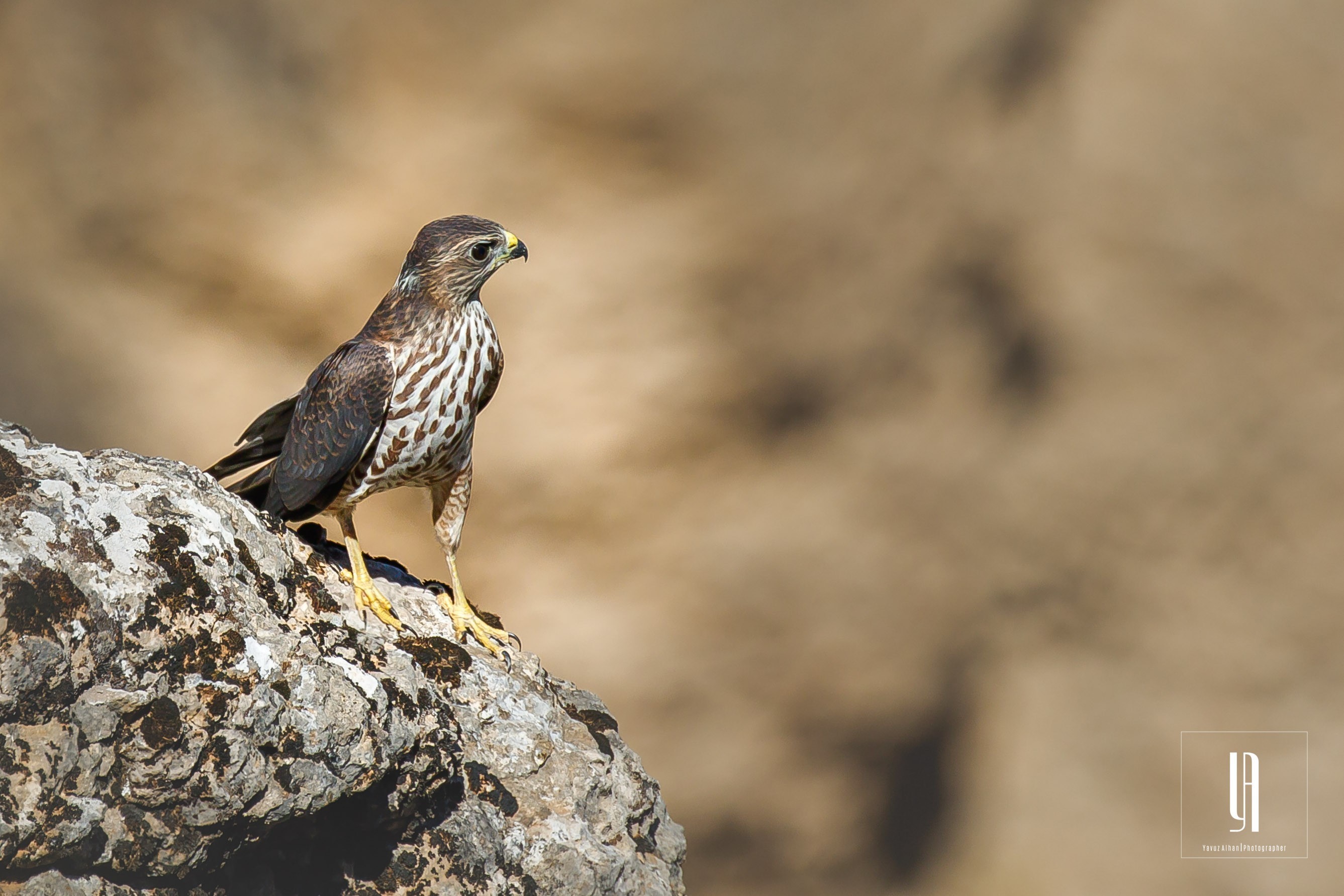 Levant Sparrowhawk