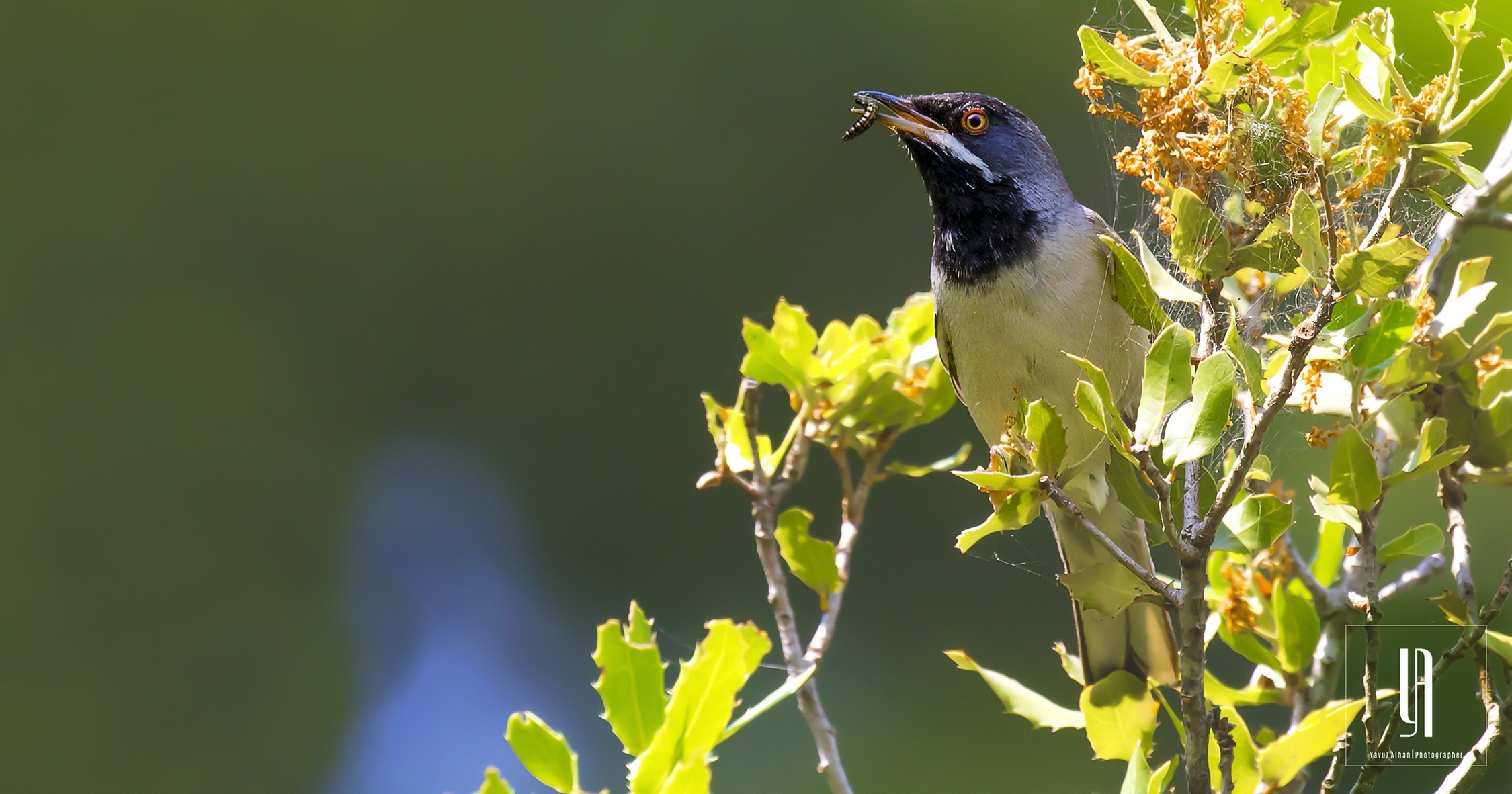 Eurasian Blackcap