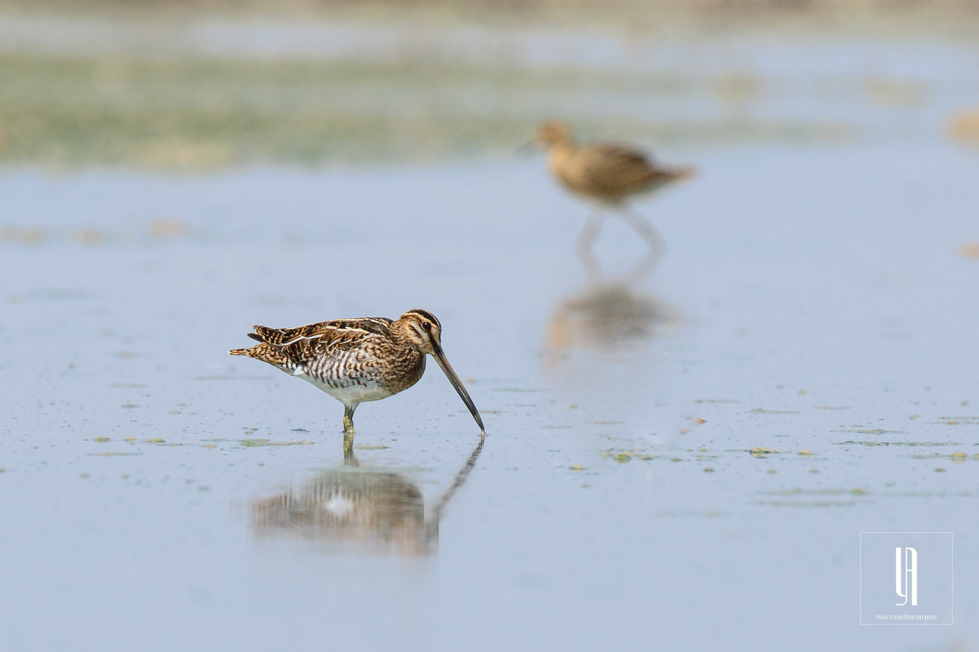 Common Snipe
